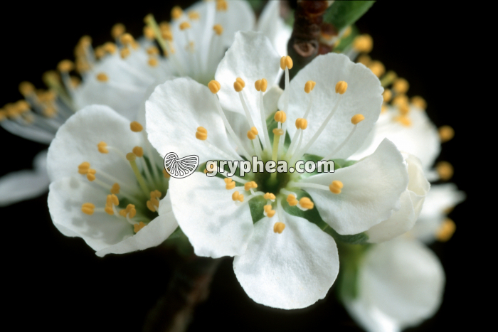 Merisier (Prunus avium) - fleurs épanouies - gryphea.com